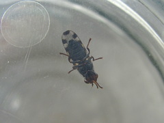 Ceroxys