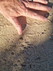 Ichneumia albicauda grandis