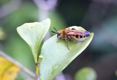 Phalerimeris phalerata