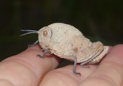 Pamphagidae
