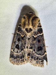 Proteuxoa sanguinipuncta
