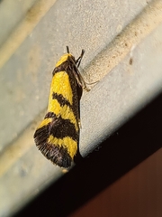 Olbonoma triptycha