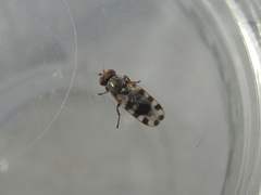 Ceroxys