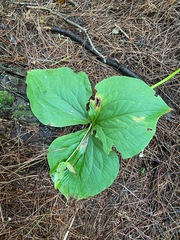Trillium