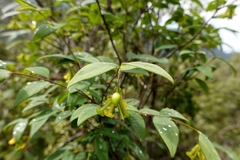 Wikstroemia nutans