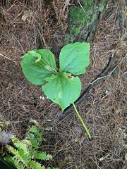 Trillium