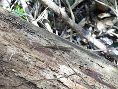 Saproscincus spectabilis