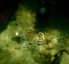 Ovalipes australiensis