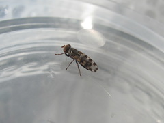 Ceroxys