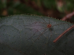 Megalopsalis coronata