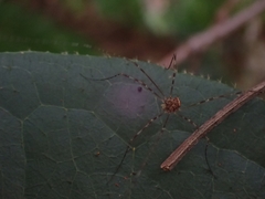 Megalopsalis coronata