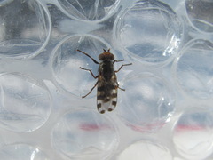 Ceroxys