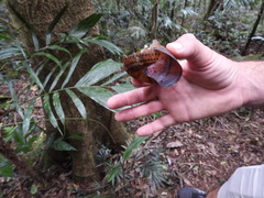 Hedleyella falconeri