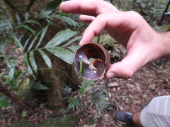 Hedleyella falconeri