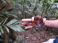 Hedleyella falconeri