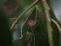 Megalopsalis coronata