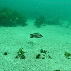 Eupetrichthys angustipes