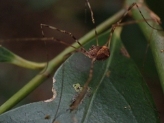 Megalopsalis coronata