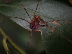 Megalopsalis coronata