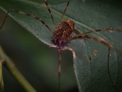 Megalopsalis coronata