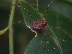 Megalopsalis coronata