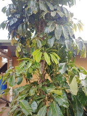 Heptapleurum actinophyllum