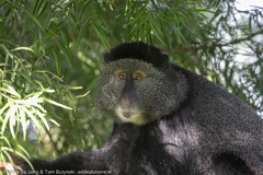 Cercopithecus mitis stuhlmanni