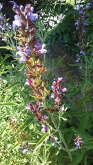 Salvia fruticosa