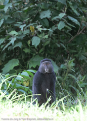 Cercopithecus mitis stuhlmanni