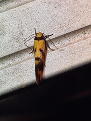 Olbonoma triptycha