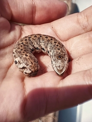 Proserpinus proserpina