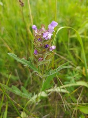 Prunella × intermedia