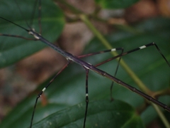 Candovia annulata