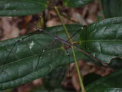Candovia annulata