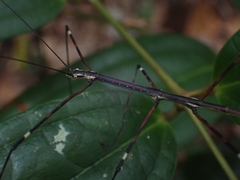 Candovia annulata