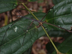 Candovia annulata