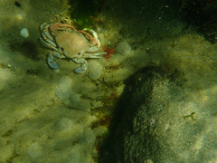 Ovalipes australiensis