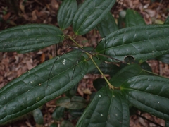 Candovia annulata