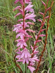 Watsonia strubeniae