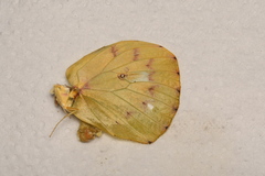Catopsilia scylla