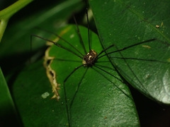 Megalopsalis coronata