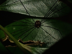 Megalopsalis coronata