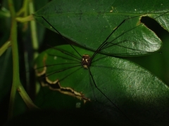 Megalopsalis coronata