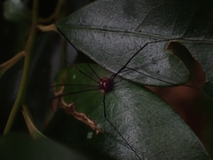 Megalopsalis coronata