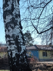 Betula pendula