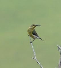 Nectarinia famosa