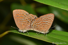 Poritia sumatrae