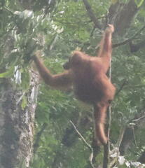 Pongo abelii