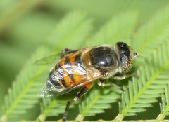 Eristalinus modestus