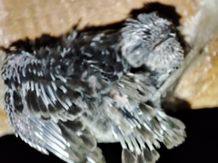 Aerodramus germani
